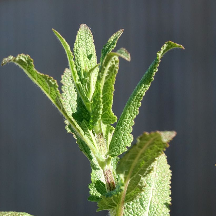 Salvia nemorosa Caradonna - Woodland Sage (Foliage)
