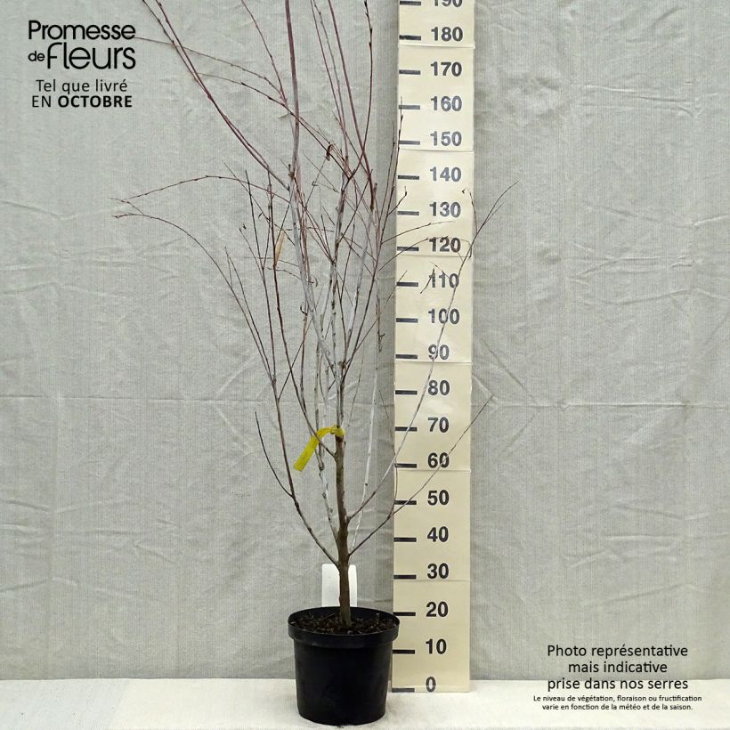 Salix acutifolia Blue Streak - Willow 7.5L/10L pot sample as delivered in autumn