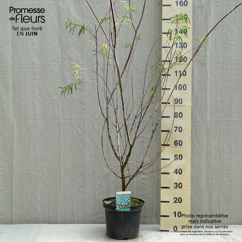 Salix acutifolia Blue Streak - Willow 7.5L/10L pot sample as delivered in spring