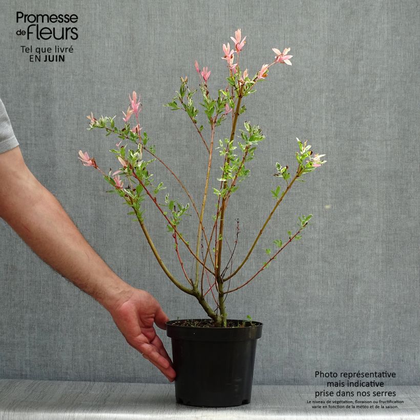 Salix integra Hakuro-Nishiki - Flamingo Willow 2L/3L pot, Bush sample as delivered in summer