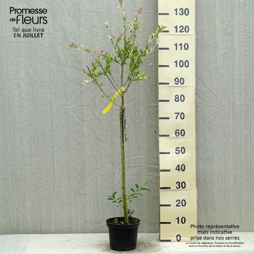 Salix integra Hakuro-Nishiki - Flamingo Willow 2L/3L pot, Standard sample as delivered in summer