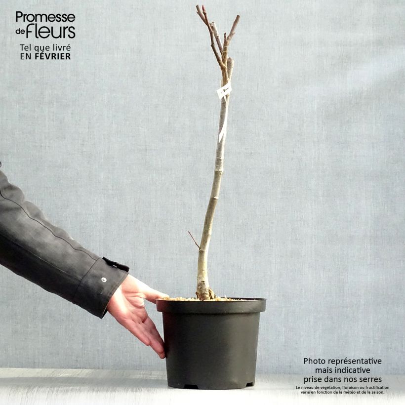 Salix magnifica - Willow 4L/5L pot sample as delivered in winter