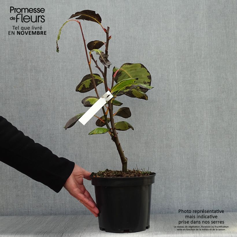 Salix magnifica - Willow 4L/5L pot sample as delivered in autumn