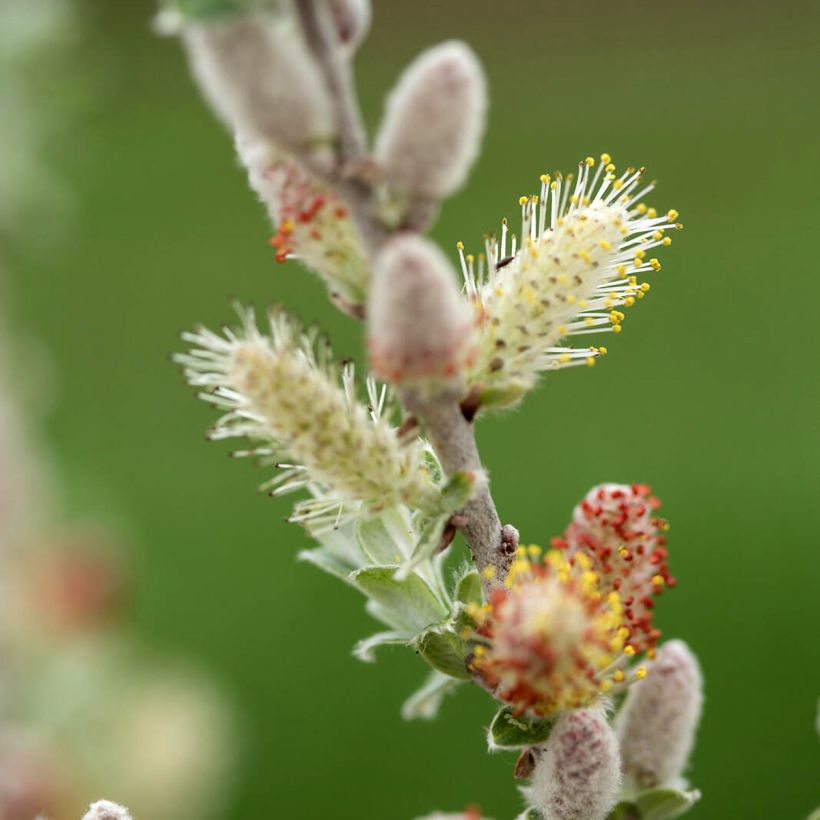 Salix candida Iceberg Alley® - Sageleaf willow (Flowering)