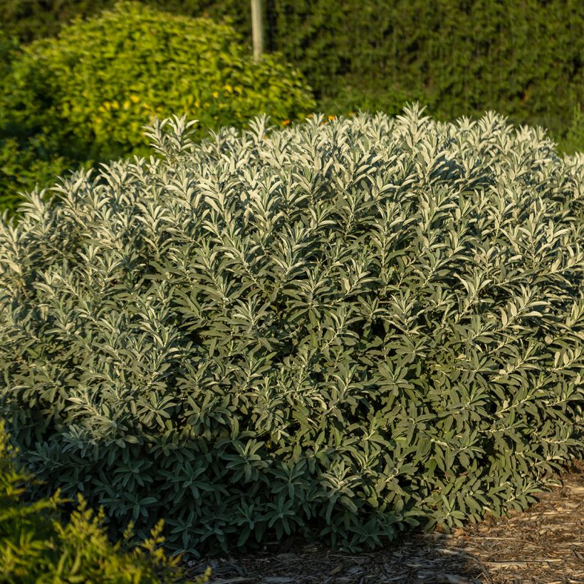 Salix candida Iceberg Alley® - Sageleaf willow (Plant habit)