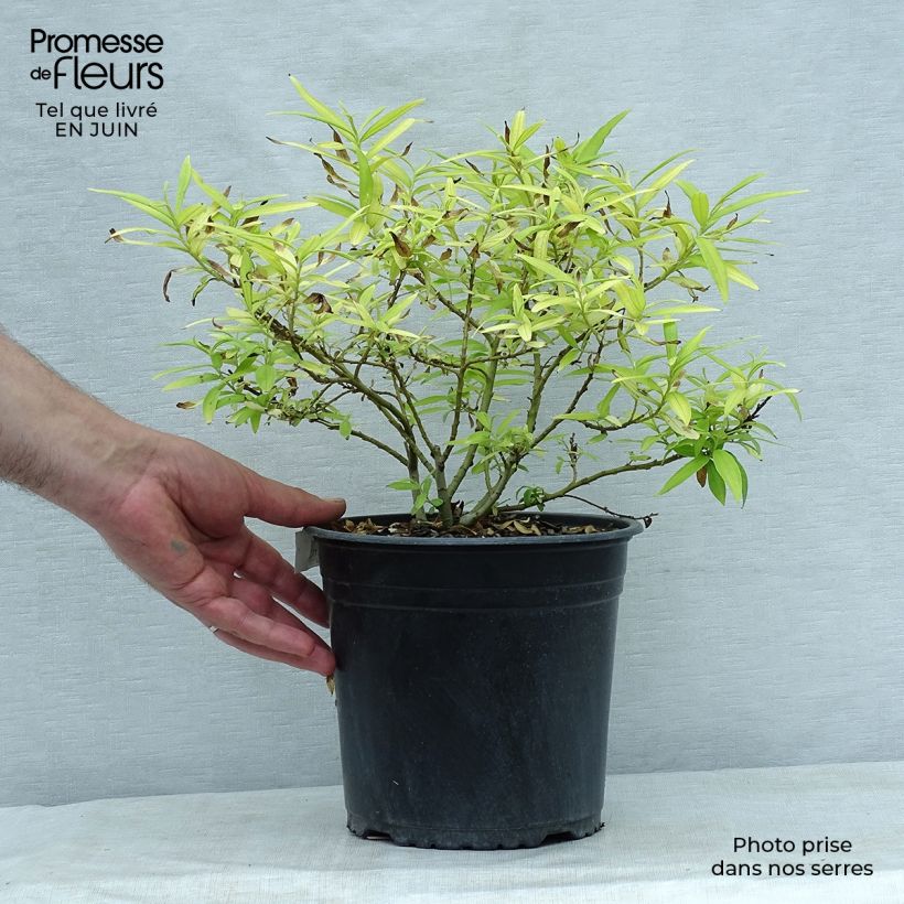 Salix sachalinensis Golden Sunshine - Sachalin Willow 4L/5L pot sample as delivered in summer