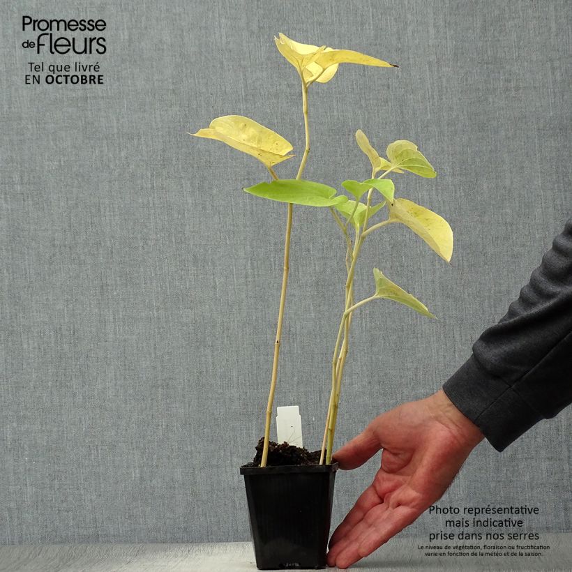 Saururus cernuus 8/9 cm pot sample as delivered in autumn