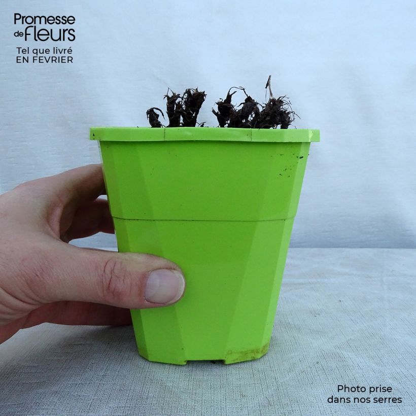 Saxifraga OPERA Orpheus 1L/1.5L pot sample as delivered in winter