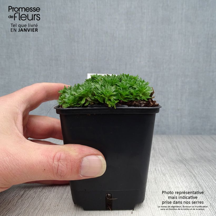 Saxifraga arendsii Compactum 8/9 cm pot sample as delivered in winter