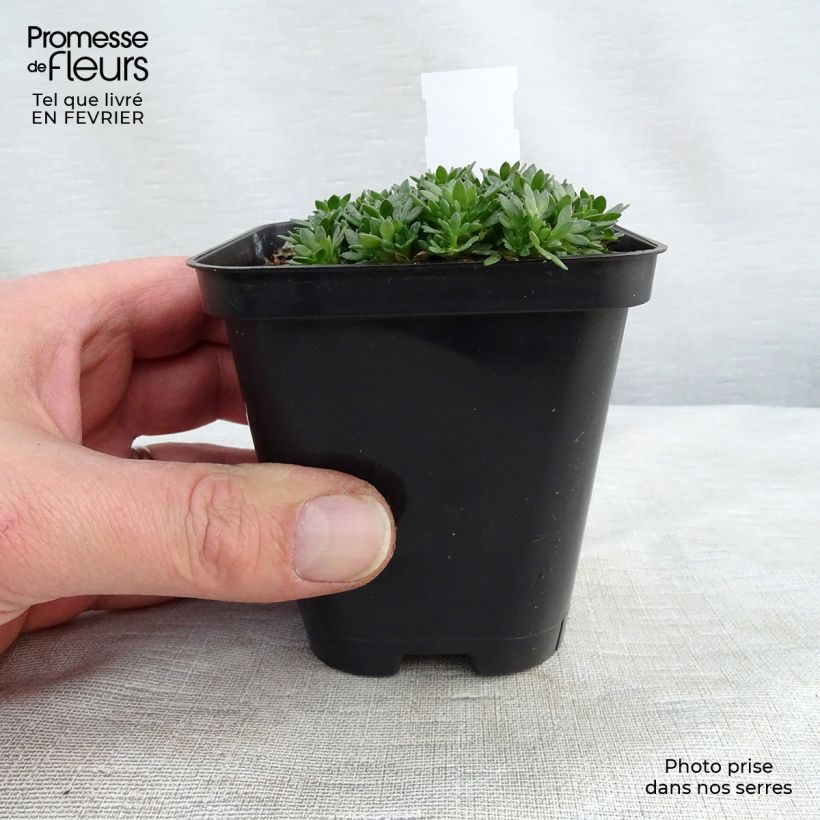 Saxifraga arendsii Peter Pan 8/9 cm pot sample as delivered in winter
