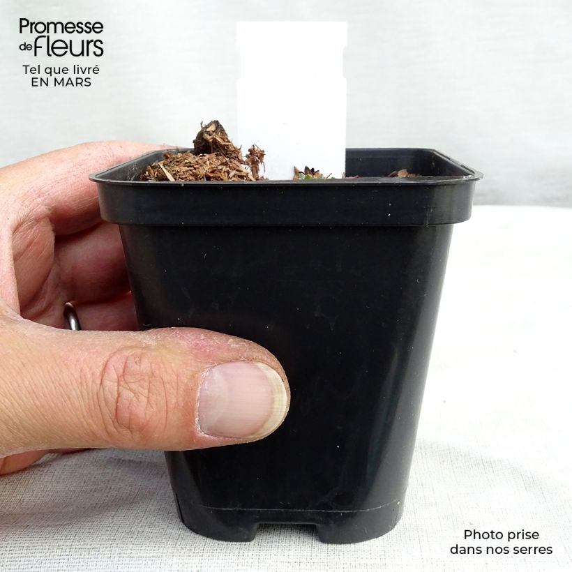 Saxifraga arendsii Purpurteppich 8/9 cm pot sample as delivered in winter