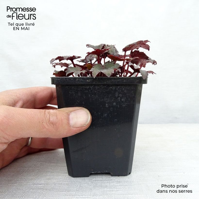 Saxifraga cortusifolia Black Ruby 8/9 cm pot sample as delivered in spring