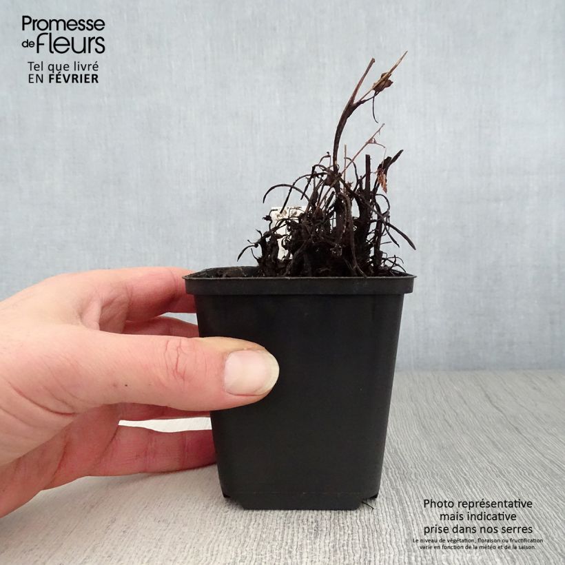 Saxifraga cortusifolia Cheap Confections 8/9 cm pot sample as delivered in winter