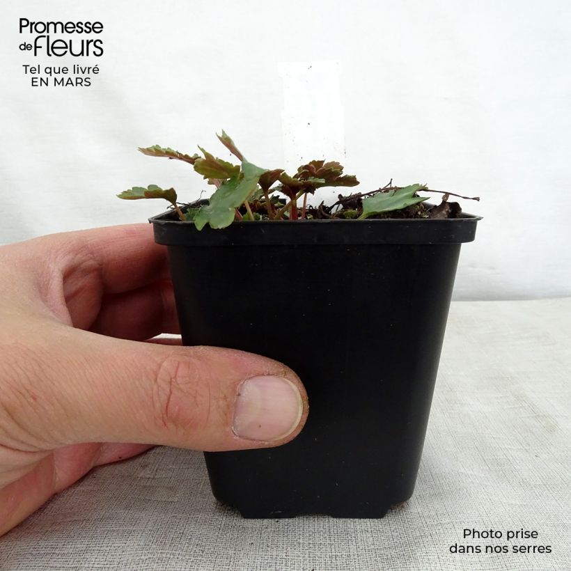 Saxifraga cortusifolia Shiranami 8/9 cm pot sample as delivered in spring