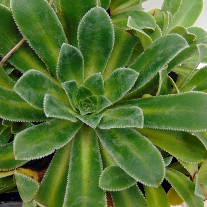 Saxifraga cotyledon Southside Seedling (Foliage)