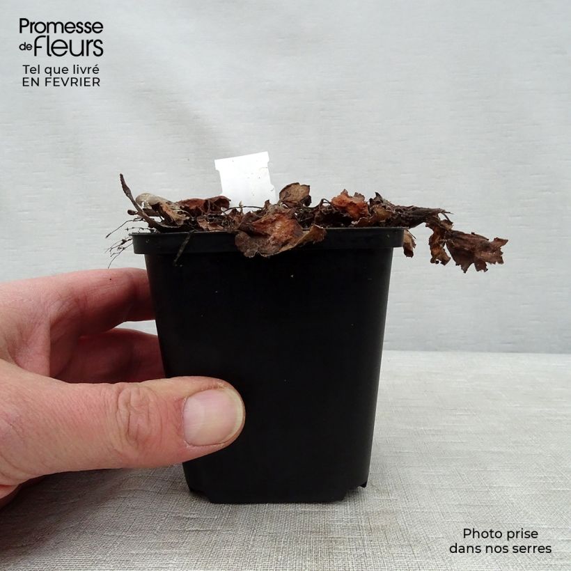 Saxifraga fortunei Beni Tsukasa 8/9 cm pot sample as delivered in winter