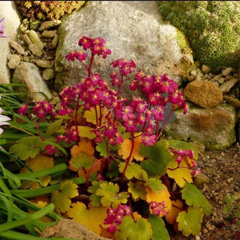 Saxifraga fortunei Gokka (Flowering)