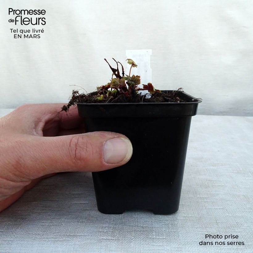 Saxifraga fortunei Gokka 8/9 cm pot sample as delivered in spring