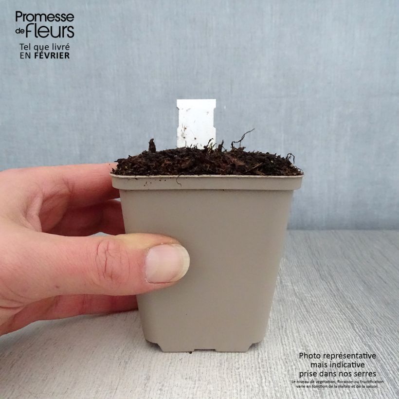 Saxifraga fortunei Wada 8/9 cm pot sample as delivered in winter