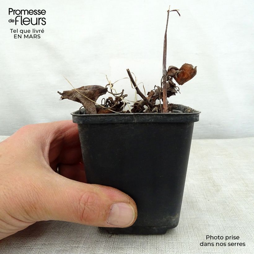 Saxifraga fortunei Wada 8/9 cm pot sample as delivered in spring