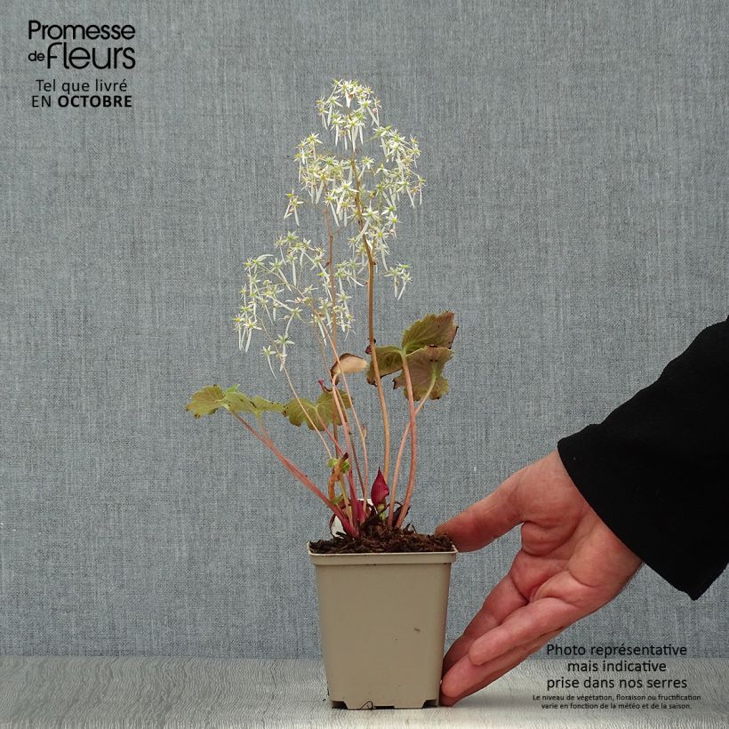 Saxifraga fortunei Wada 8/9 cm pot sample as delivered in autumn