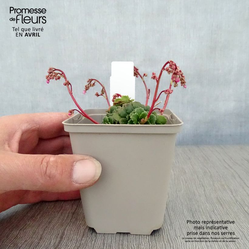 Saxifraga umbrosa Clarence Elliott 8/9 cm pot sample as delivered in spring