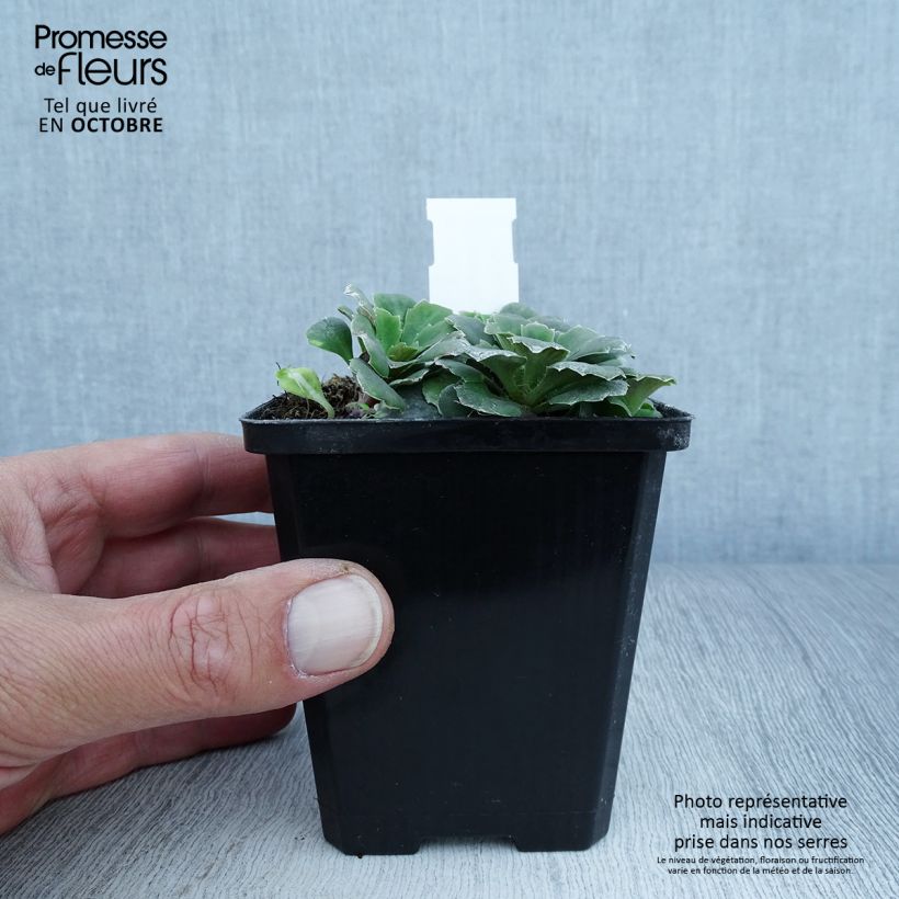 Saxifraga umbrosa Variegata 8/9 cm pot sample as delivered in autumn