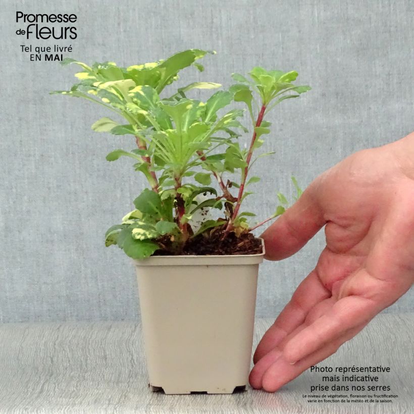 Saxifraga umbrosa Variegata 8/9 cm pot sample as delivered in spring