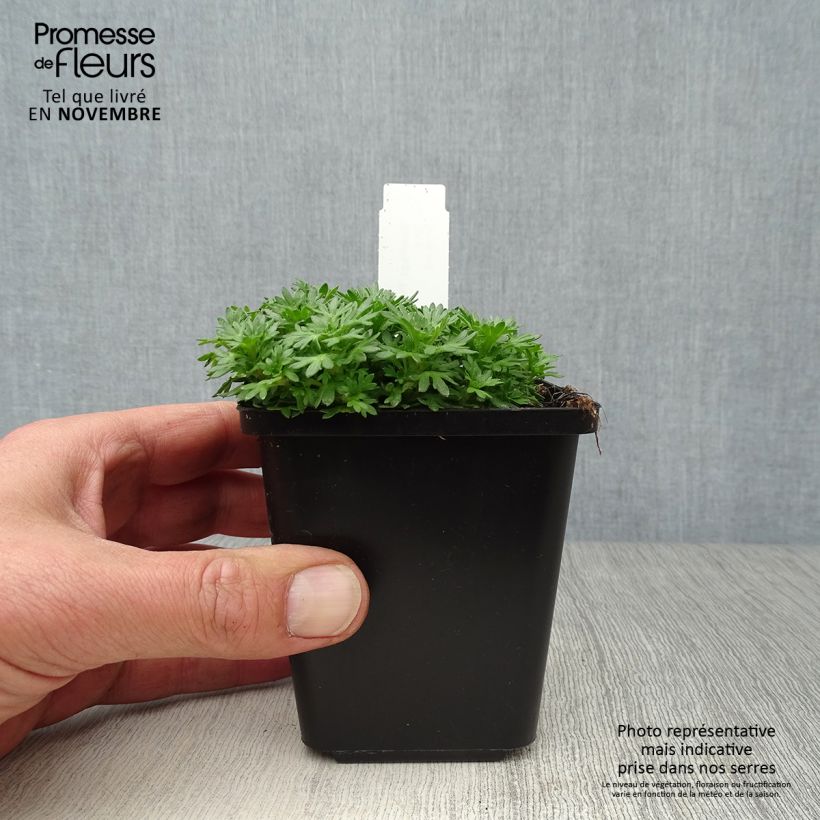 Saxifraga arendsii Pixie 8/9 cm pot sample as delivered in autumn