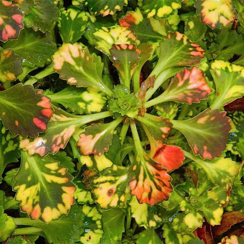 Saxifraga x urbium Aureopunctata (Foliage)