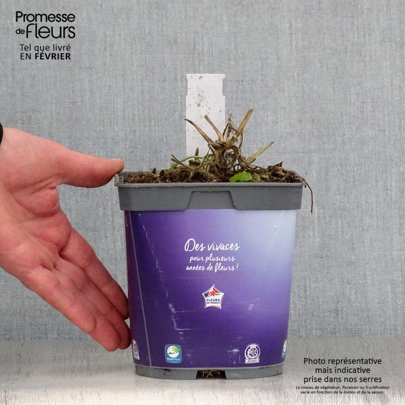 Scabiosa columbaria Butterfly Blue 2L/3L pot sample as delivered in winter