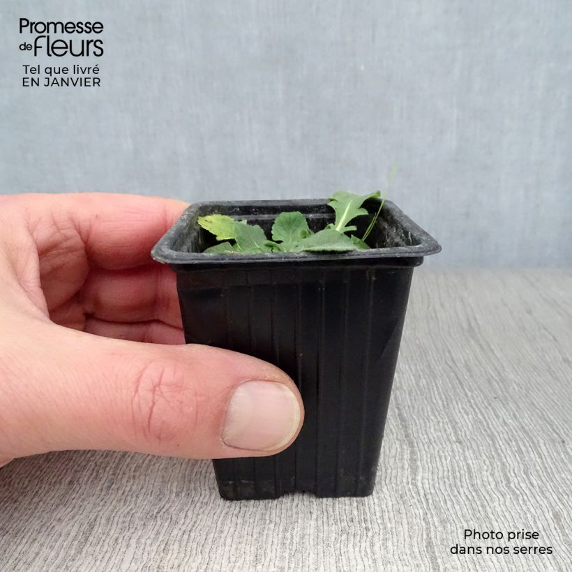 Scabiosa columbaria Pink Mist 7/8 cm pot sample as delivered in winter