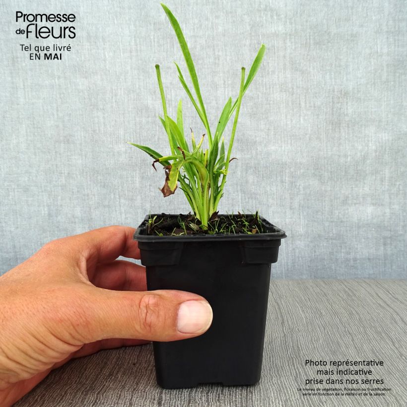 Scabiosa caucasica Alba 7/8 cm pot sample as delivered in spring