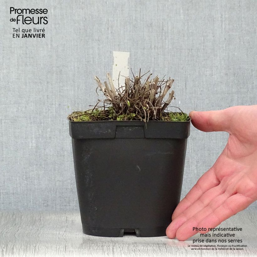 Scabiosa caucasica Alba 2L/3L pot sample as delivered in winter