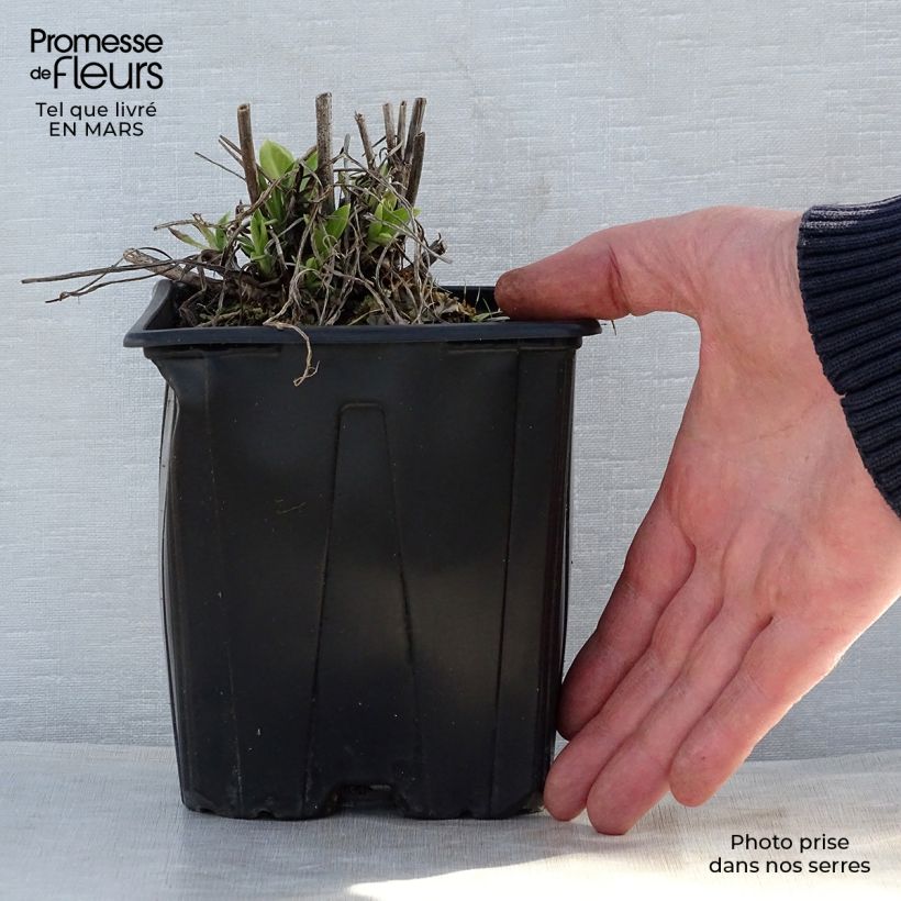 Scabiosa caucasica Alba 2L/3L pot sample as delivered in spring