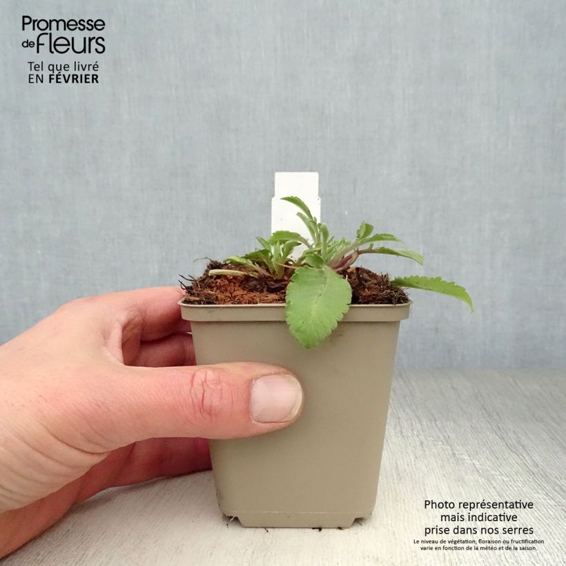 Scabiosa ochroleuca 8/9 cm pot sample as delivered in winter