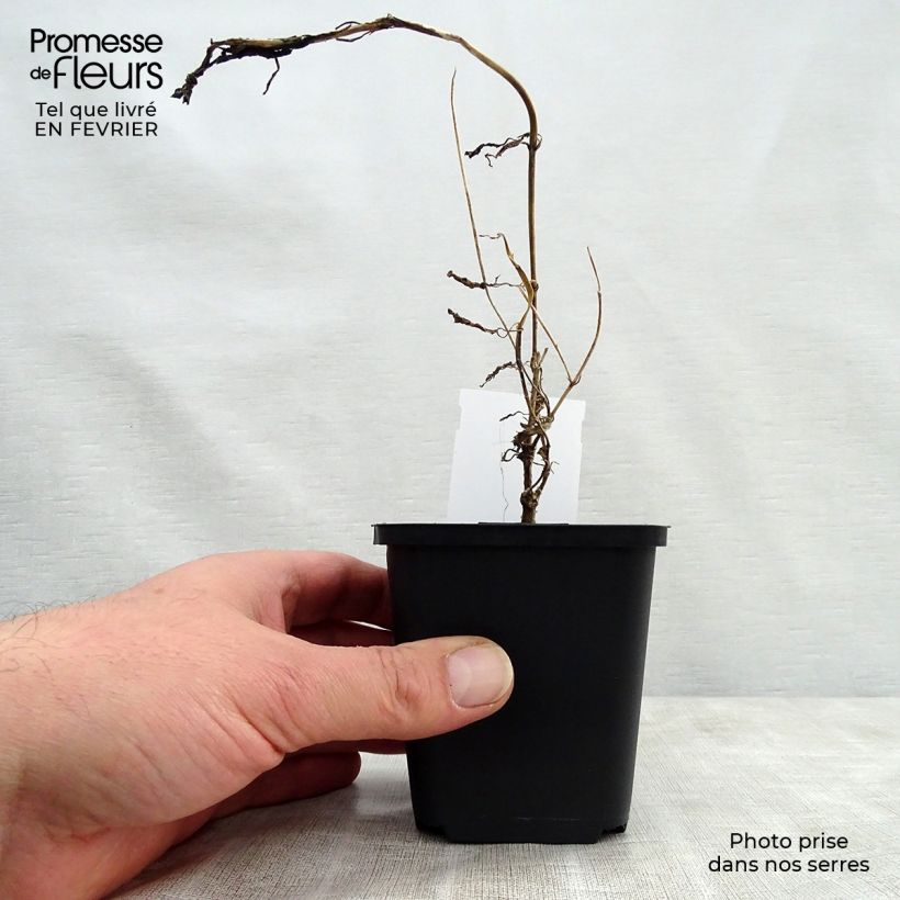 Scabiosa atropurpurea Chile Black 7/8 cm pot sample as delivered in winter