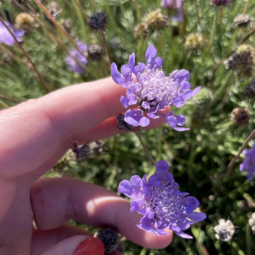 Scabiosa columbaria Nova® Dew Drops - Small scabious (Flowering)