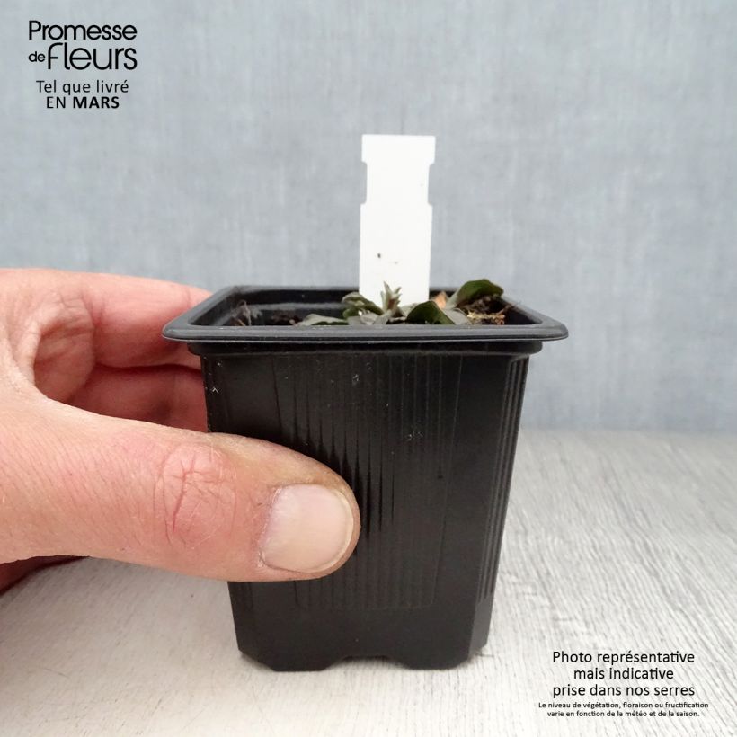 Scabiosa canescens 8/9 cm pot sample as delivered in spring