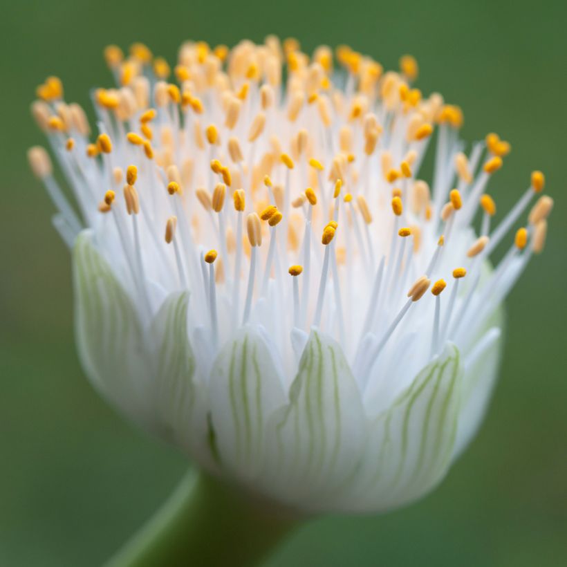 Scadoxus albiflos (Flowering)