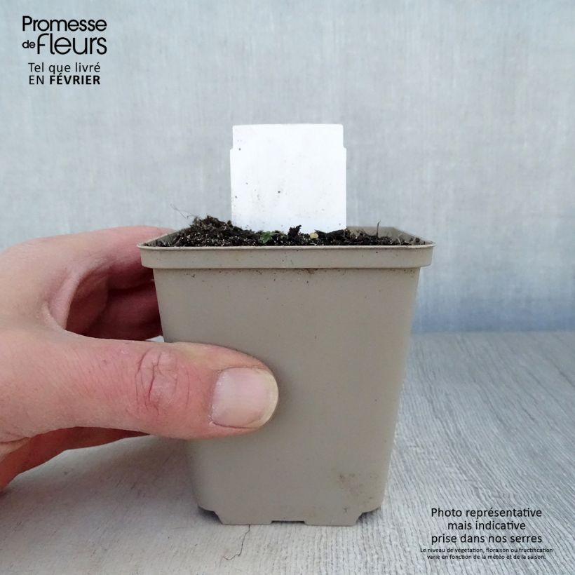 Polygonatum multiflorum - Solomon's Seal 8/9 cm pot sample as delivered in winter