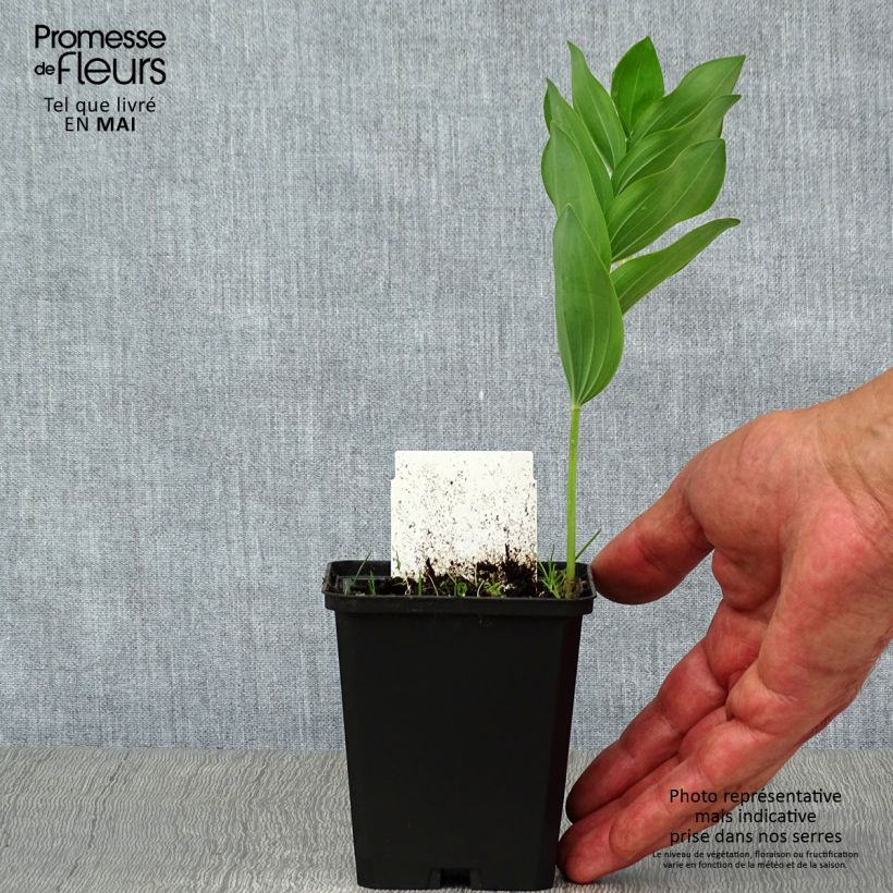 Polygonatum multiflorum - Solomon's Seal 8/9 cm pot sample as delivered in spring