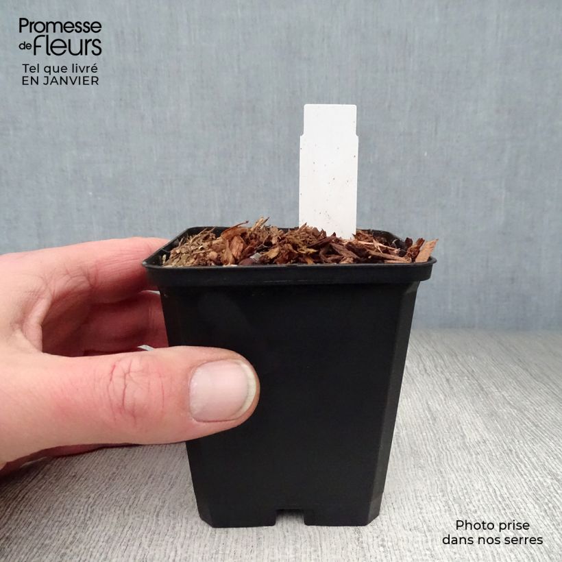 Polygonatum falcatum Variegatum - Solomon's Seal 8/9 cm pot sample as delivered in winter