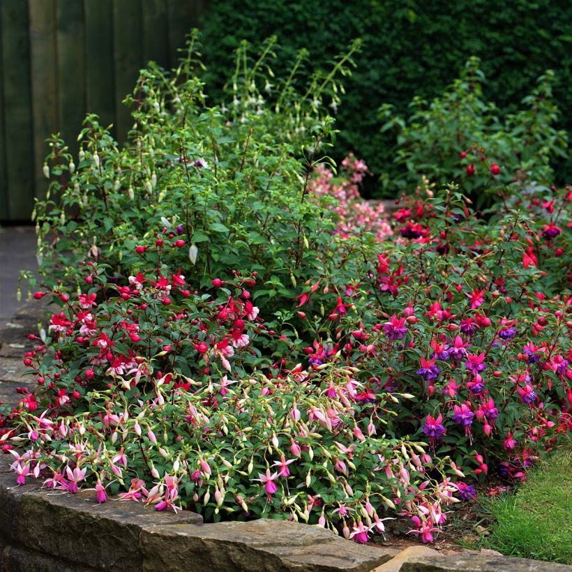 Fuchsia venusta Tom Thumb (Plant habit)