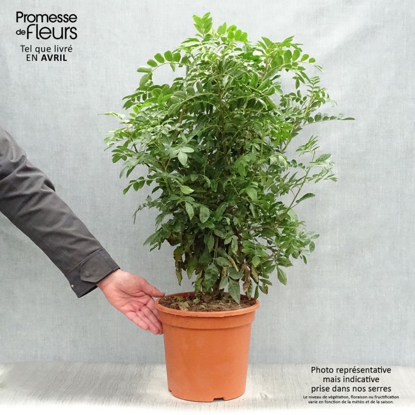 Schinus terebinthifolius 7.5L/10L pot sample as delivered in spring