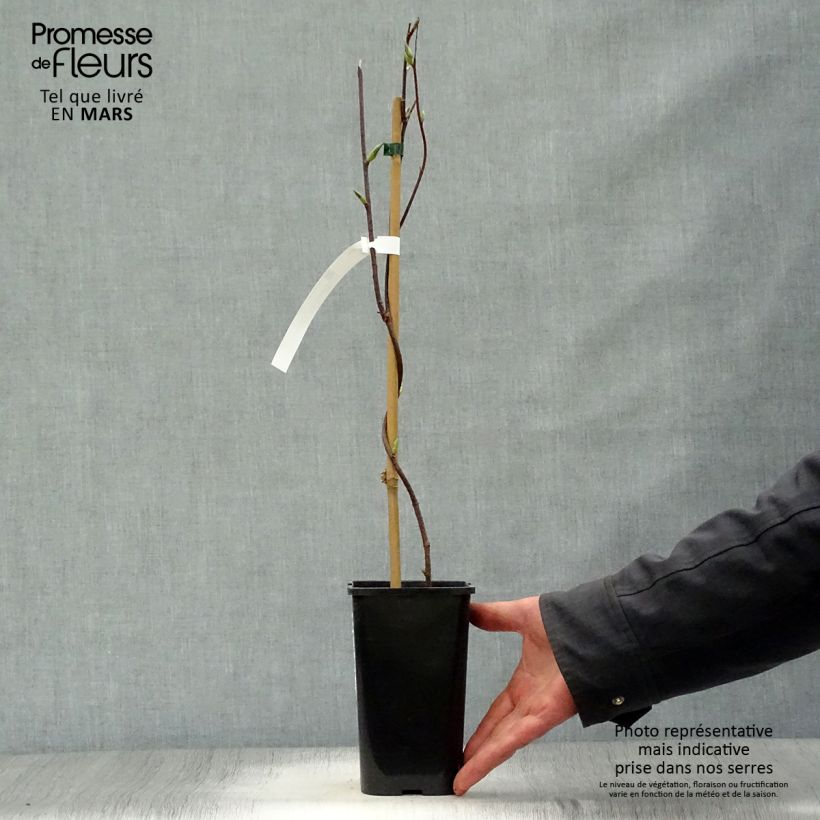 Schisandra grandiflora 1.5L/2L pot sample as delivered in spring