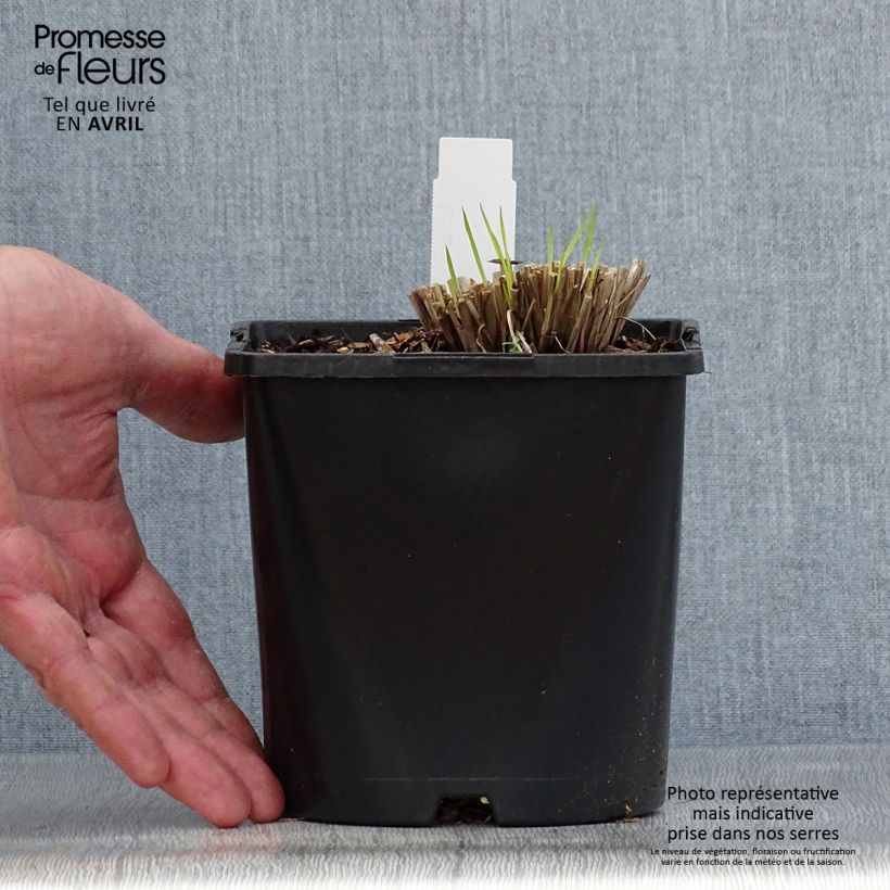 Schizachyrium scoparium Colorado 2L/3L pot sample as delivered in spring