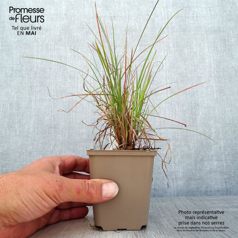 Schizachyrium scoparium Blaze 8/9 cm pot sample as delivered in spring