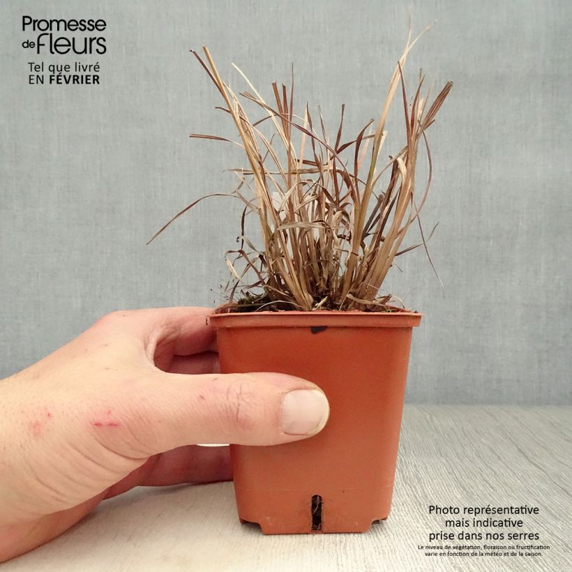 Schizachyrium scoparium Blue Heaven 8/9 cm pot sample as delivered in winter