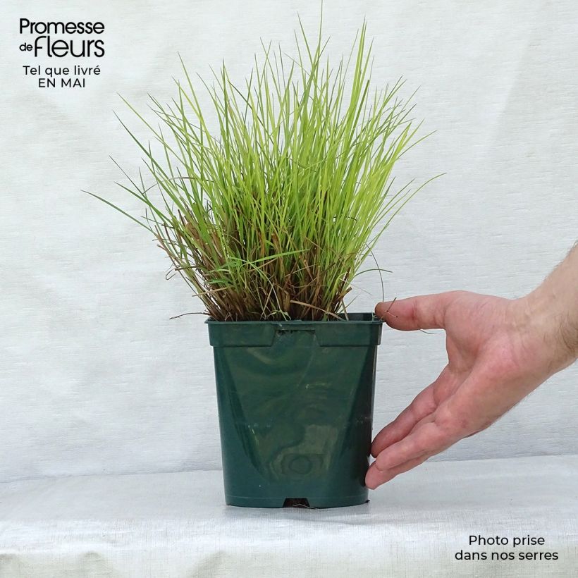 Schizachyrium scoparium Blue Heaven 2L/3L pot sample as delivered in spring